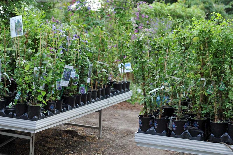 Grow the survivors before planting the row