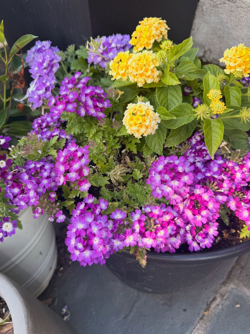 Growing It in a Pot That Dries Out Constantly