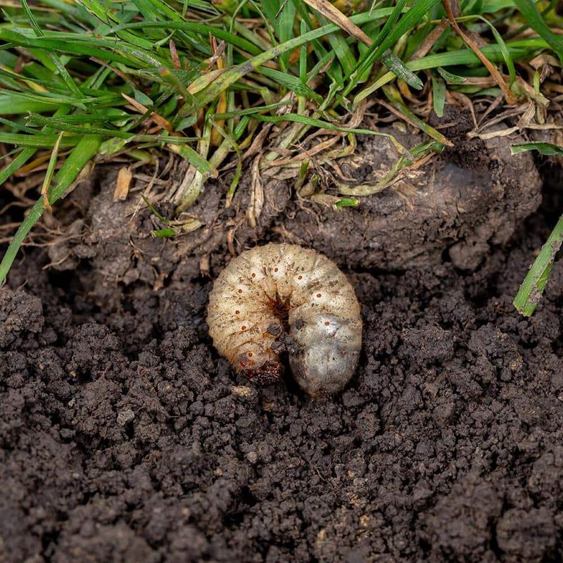 Grub Control to Remove the Food