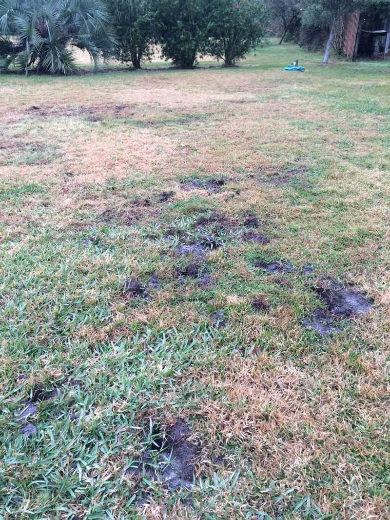 Grub-Filled Lawns