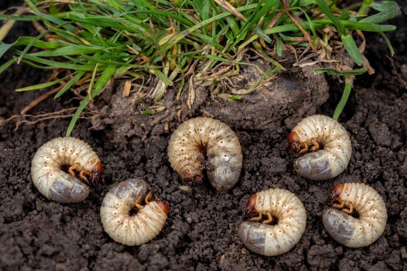 Grub-Filled Soil Grub-Filled Soil