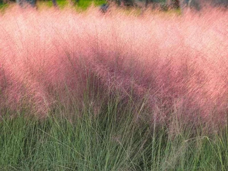 Gulf muhly supports firefly habitat indirectly
