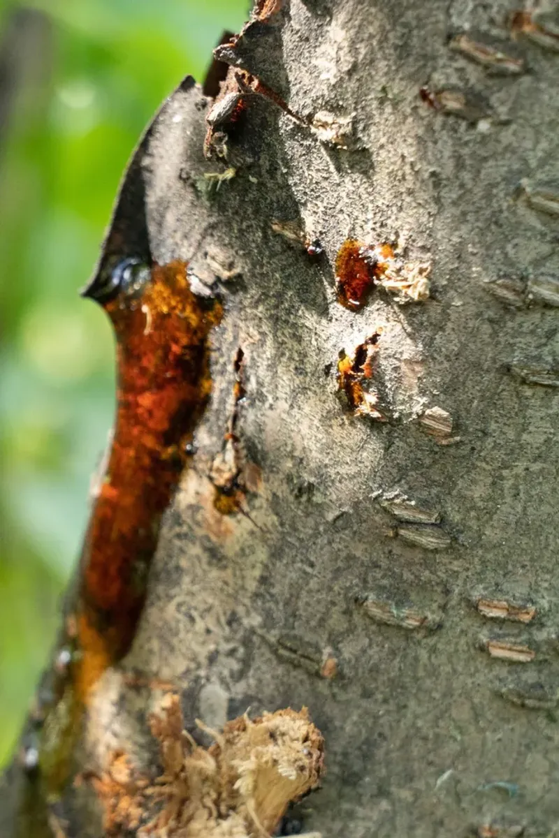 Gumming and dieback signal a more serious decline
