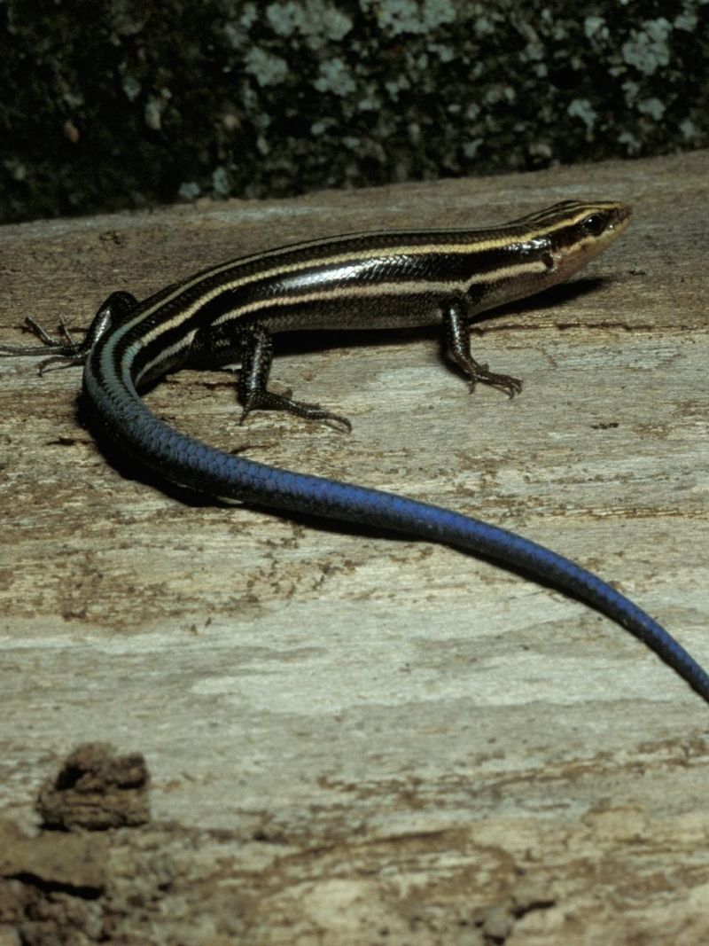 Habitat cleanup and pesticide practices can harm skinks