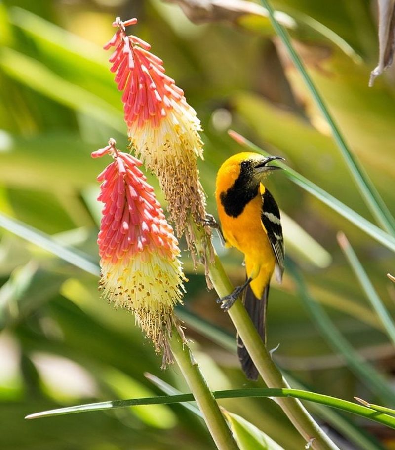 Habitat offers a durable alternative to sugar water Habitat offers a durable alternative to sugar water
