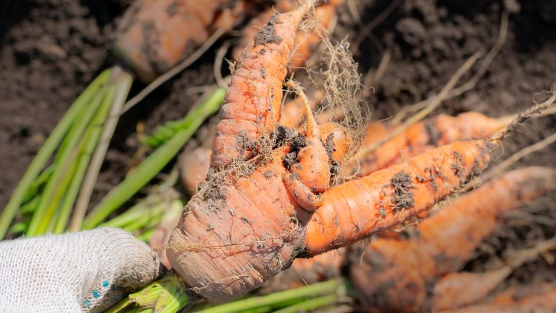 Hairy roots indicate abnormal development, not one diagnosis