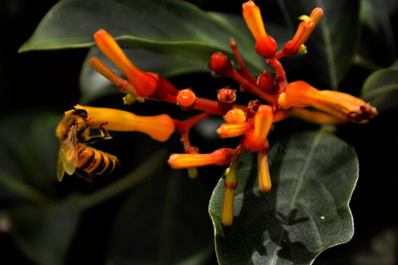Hamelia patens var. glabra