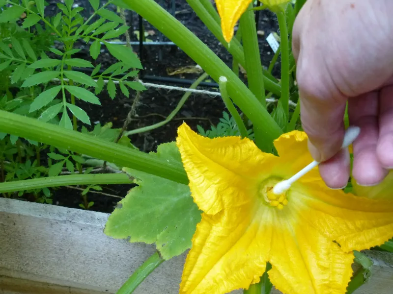 Hand-Pollinate the Next Open Female Flower
