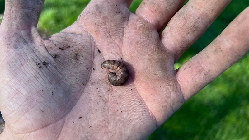 Hand-pick confirmed larvae before considering pesticides