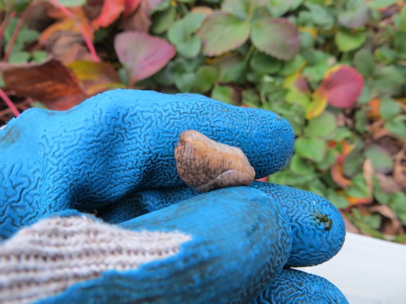 Hand-pick pests and inspect daytime shelters repeatedly