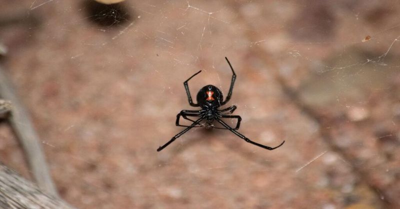 Handle Black-Widow Risks Separately
