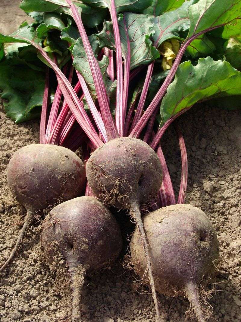 Handle Roots and Greens Correctly After Lifting Handle Roots and Greens Correctly After Lifting