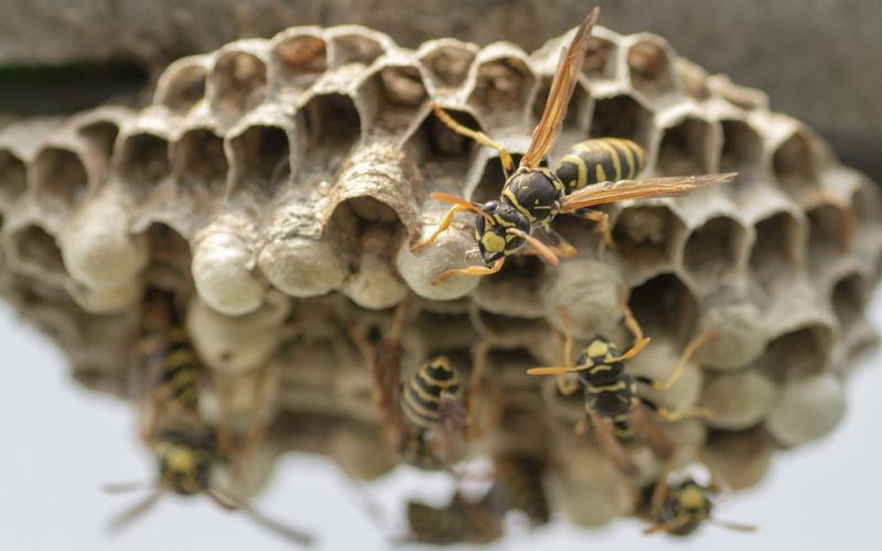 Handle active nests with caution