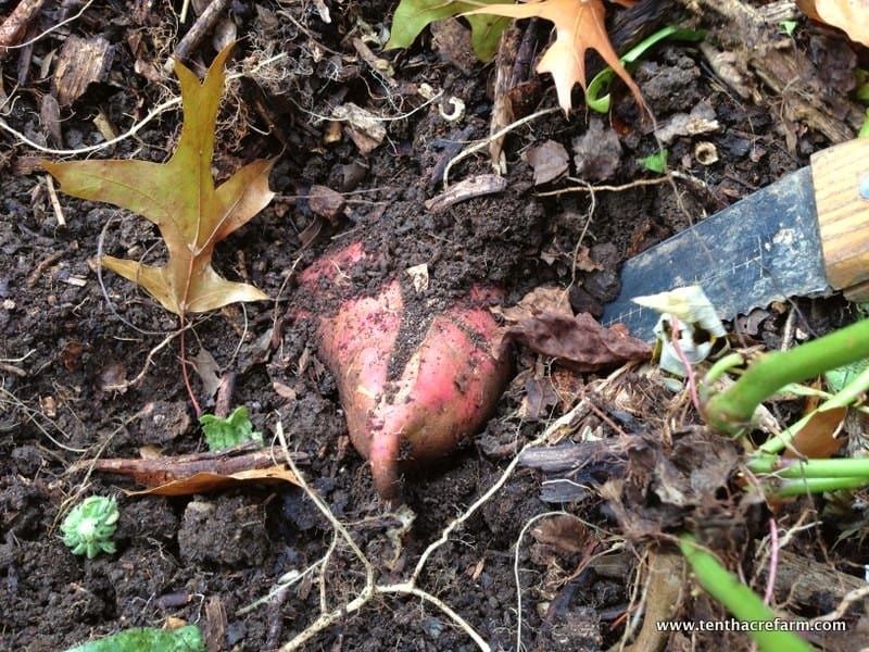 Handle freshly dug roots gently before curing Handle freshly dug roots gently before curing