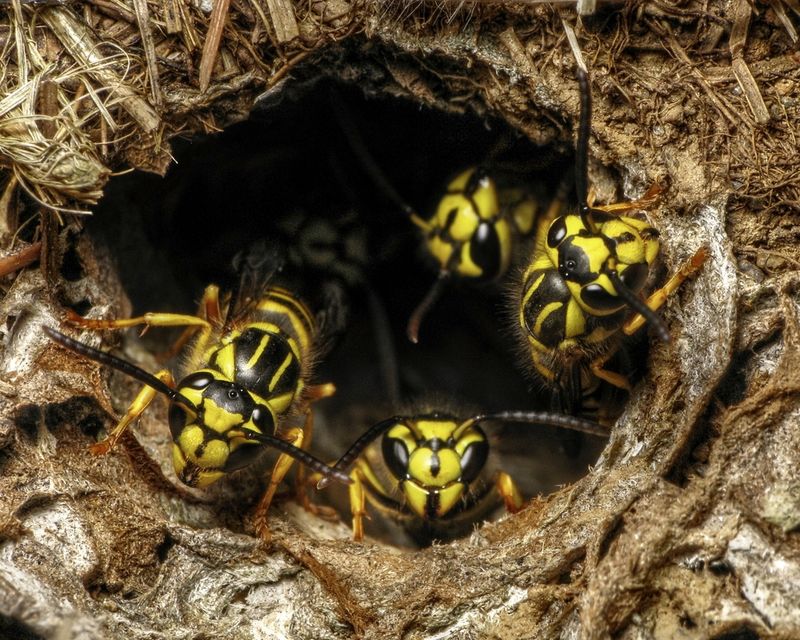 Handle nests, insect identification, and pesticides safely