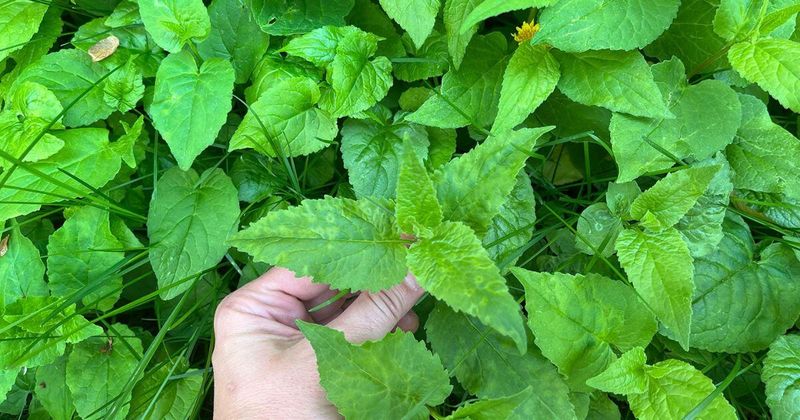 Handle plant material safely and check local restrictions Handle plant material safely and check local restrictions