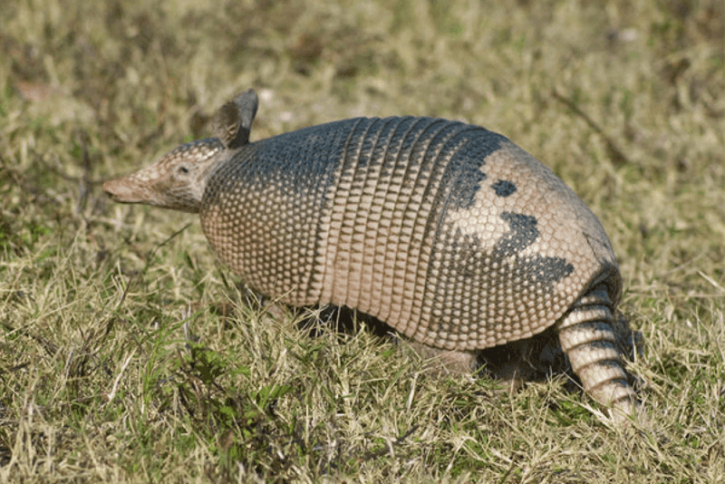 Handle the wildlife question by the rules