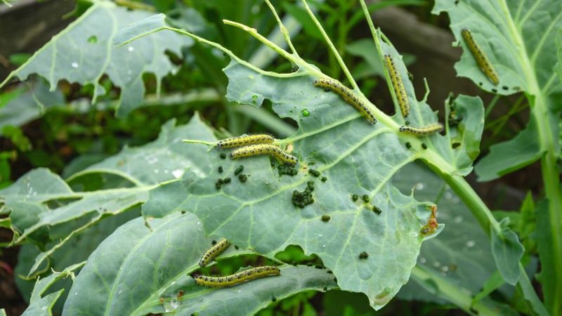 Handpick visible caterpillars to reduce feeding right away