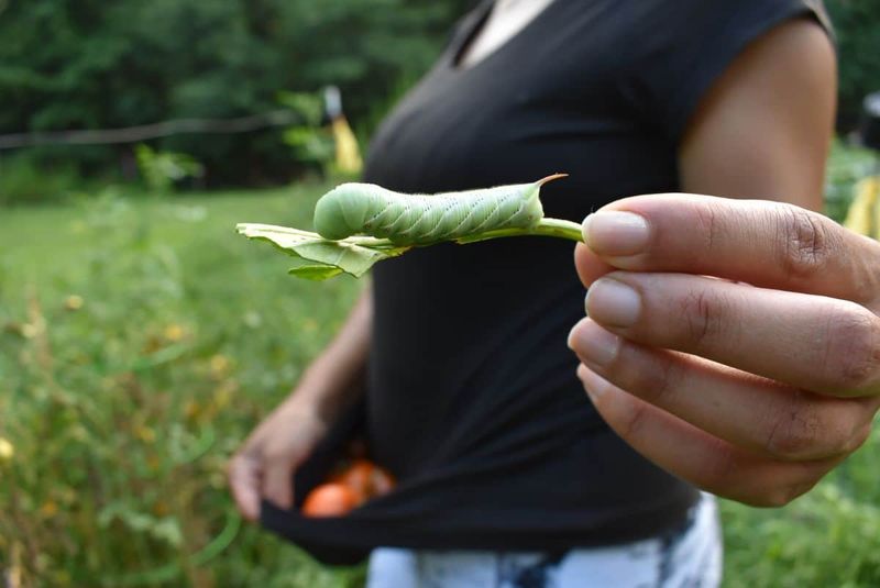 Handpicking Is Often Enough for a Small Infestation Handpicking Is Often Enough for a Small Infestation