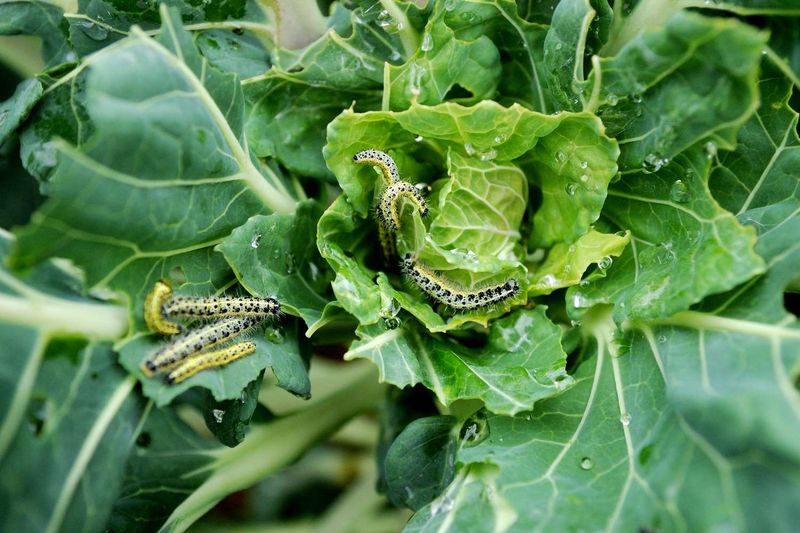 Handpicking stops a small infestation before it grows