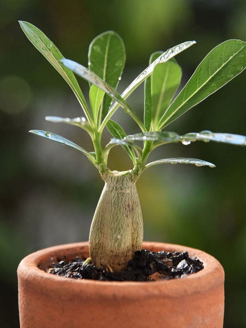Harden the new plant before normal care