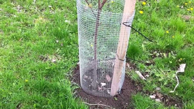 Hardware cloth creates a physical barrier around vulnerable plants Hardware cloth creates a physical barrier around vulnerable plants