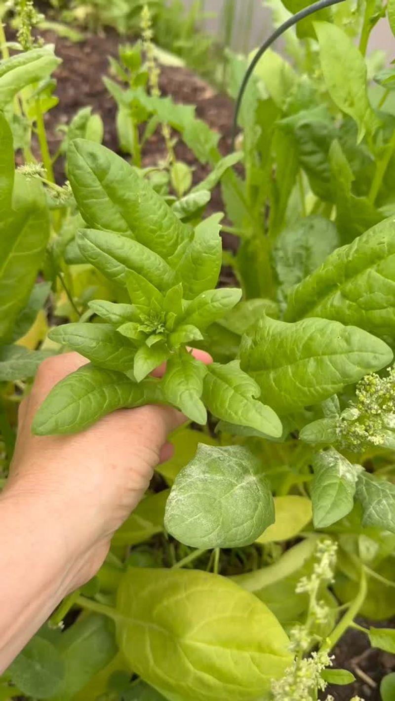 Harvest Promptly When Flowering Begins
