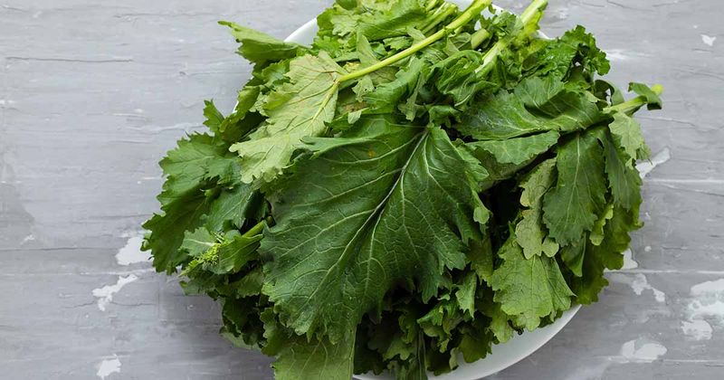 Harvest Young Leaves Before Cold Stalls Growth Harvest Young Leaves Before Cold Stalls Growth