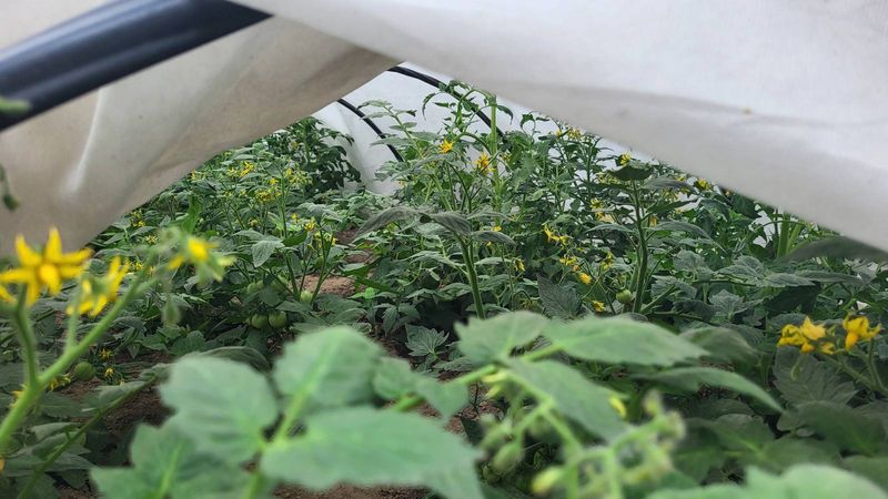 Harvest and Protect Tomatoes Before a Freeze