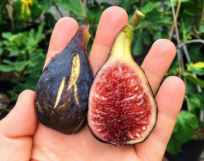 Harvest by Maturity Signs, Not by Panic