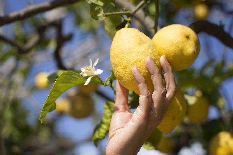 Harvest carefully and refrigerate sound fruit