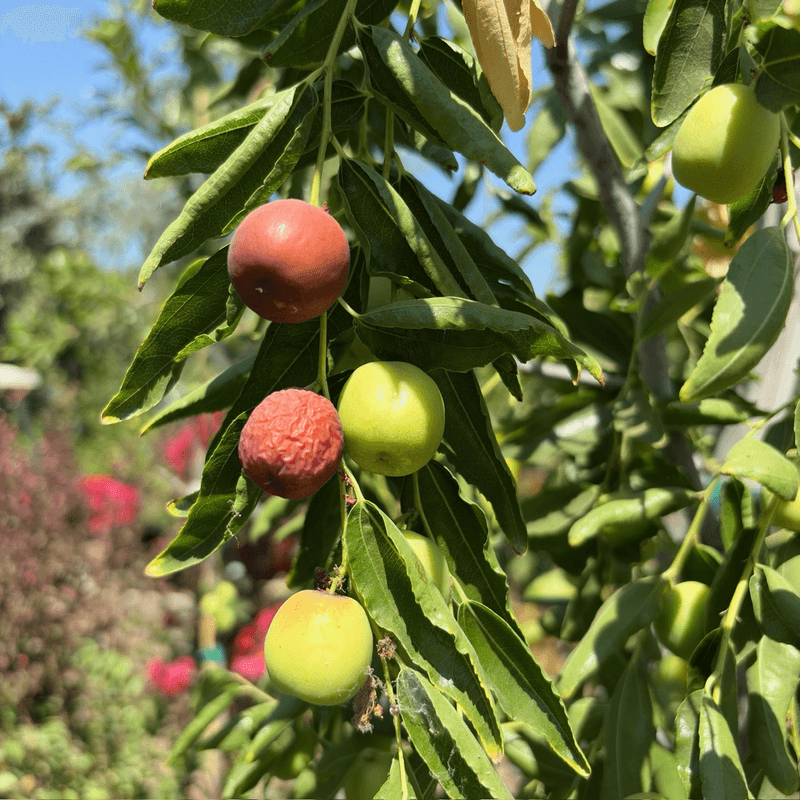 Harvest extends beyond a single picking day