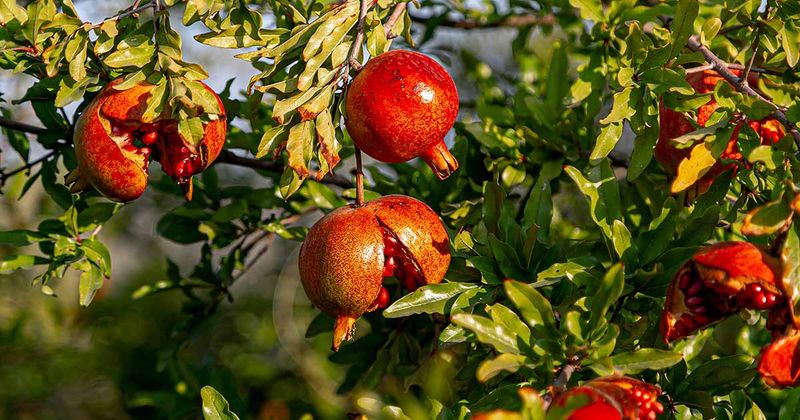 Harvest mature fruit before cracks spread