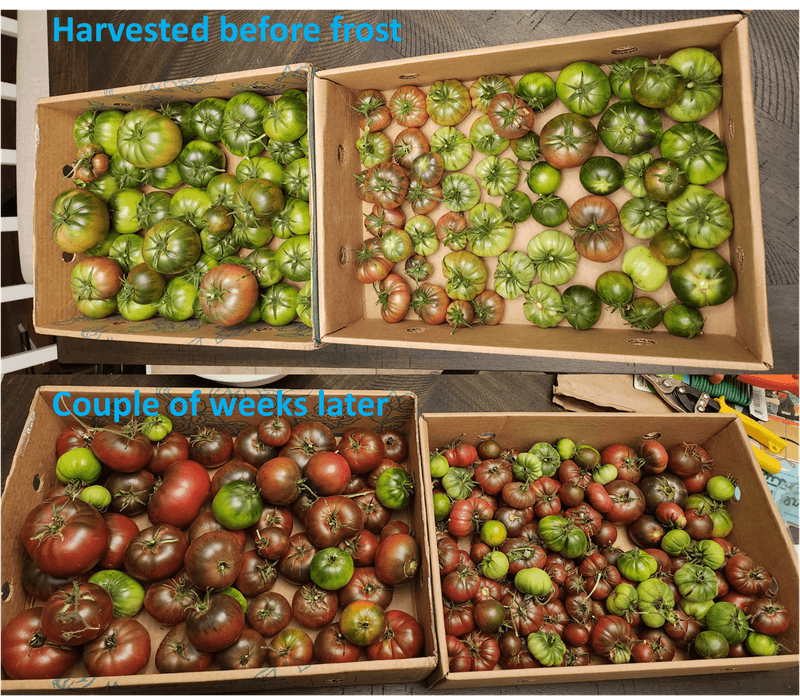 Harvest mature-green fruit when weather closes in