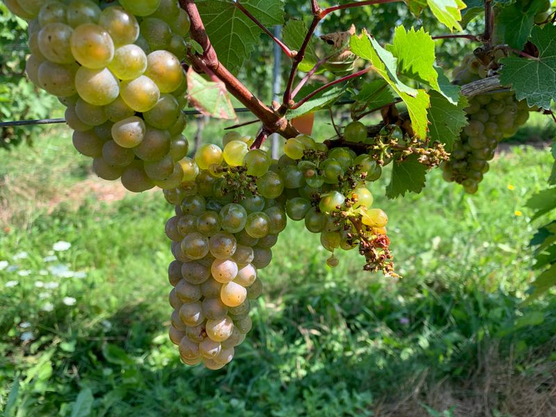 Harvest ripe clusters and remove damaged fruit