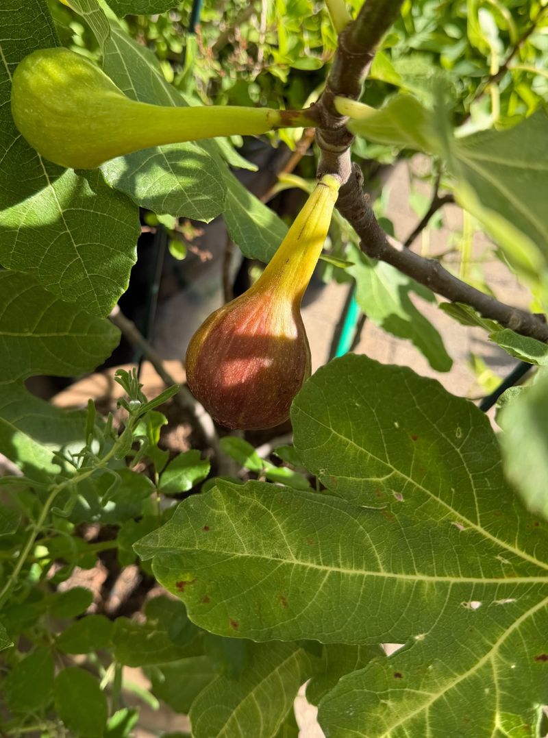 Harvest ripe figs before heat, rain, and insects take them