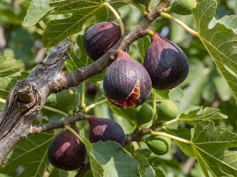Harvest ripe fruit and clean up after frost Harvest ripe fruit and clean up after frost