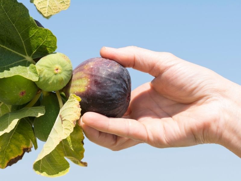 Harvest ripe fruit and set a realistic expectation