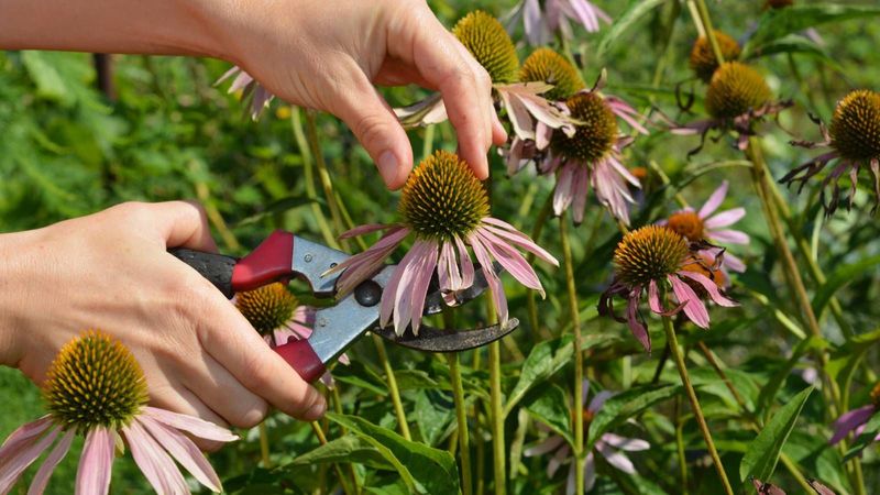 Harvest selected heads with gloves and breathable containers