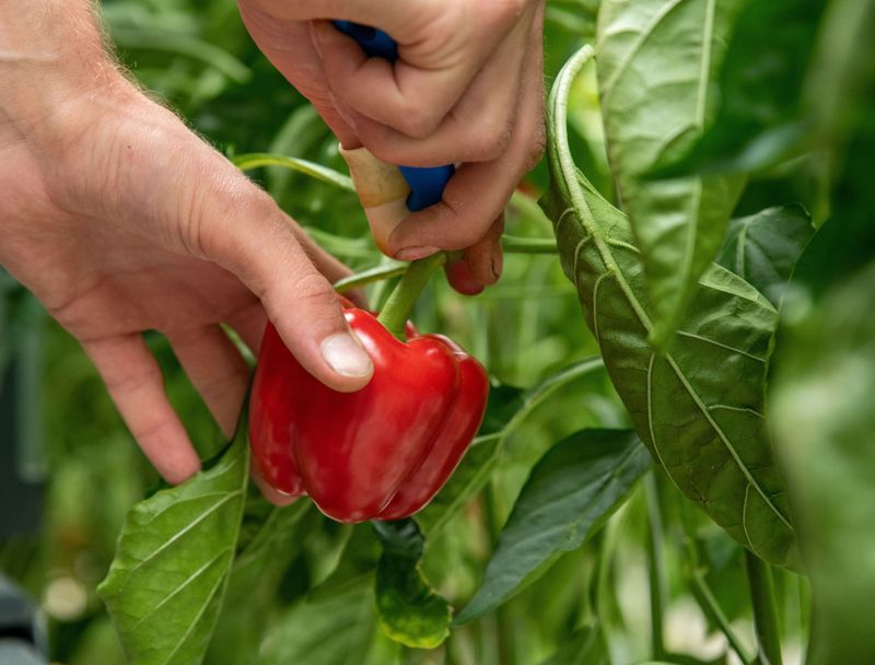 Harvest the red pepper before quality slips
