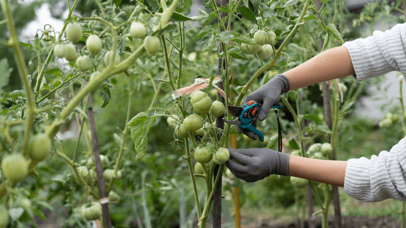 Harvest usable fruit, then remove the plant completely