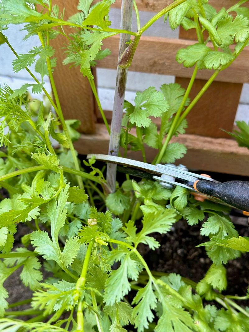 Harvest usable leaves before waiting for full maturity