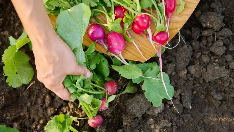 Harvest usable roots promptly and reseed when conditions fail