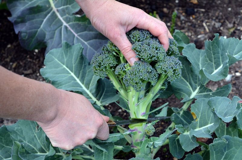 Harvest what you can and reset the next crop