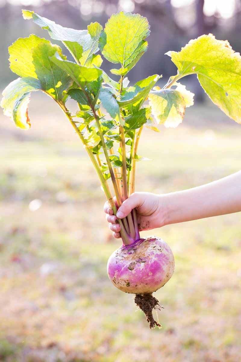Harvest young roots and use the full diagnosis next time Harvest young roots and use the full diagnosis next time