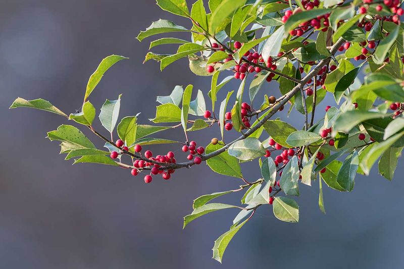 Healthy Foliage Supports the Display but Cannot Guarantee Fruit Healthy Foliage Supports the Display but Cannot Guarantee Fruit