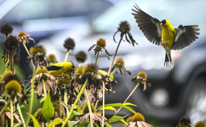 Healthy fading heads can support birds and winter structure