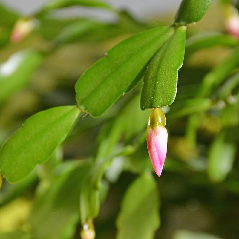 Healthy fall plants need long nights to set buds