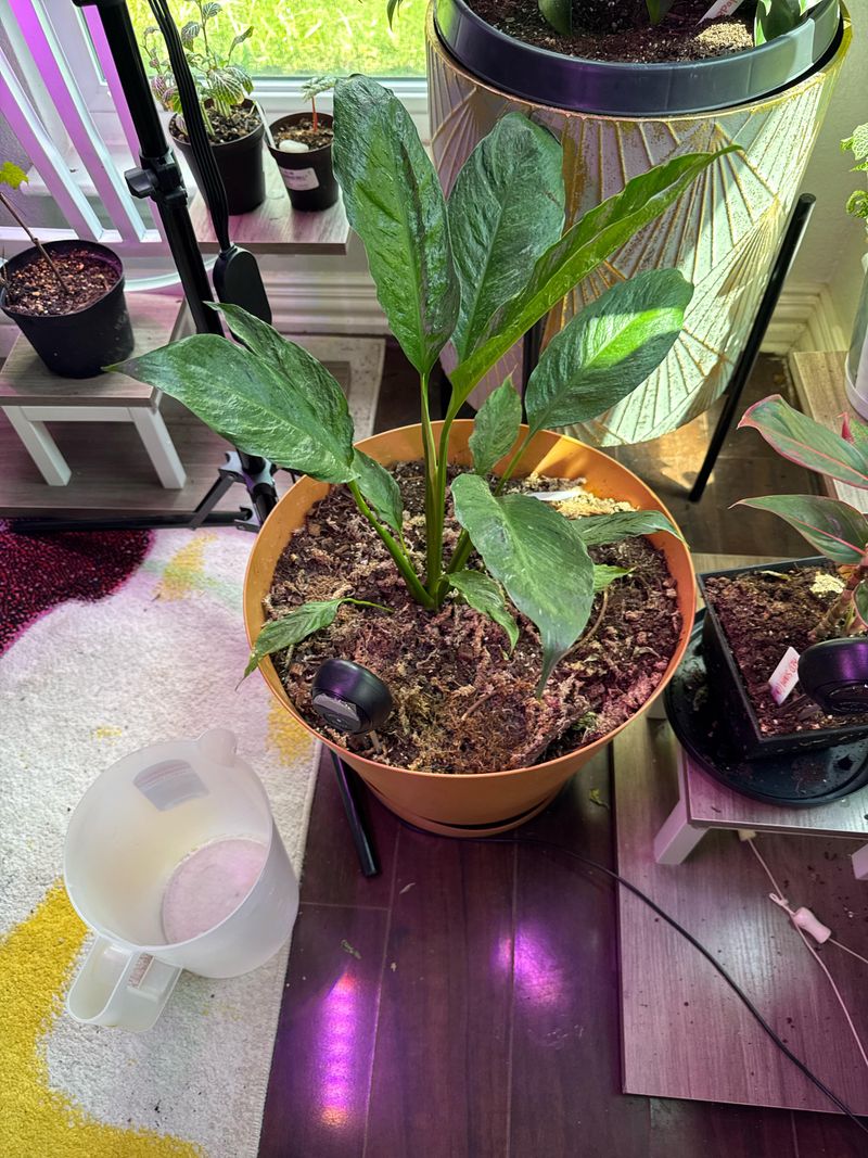 Healthy leaves can hide a light limitation
