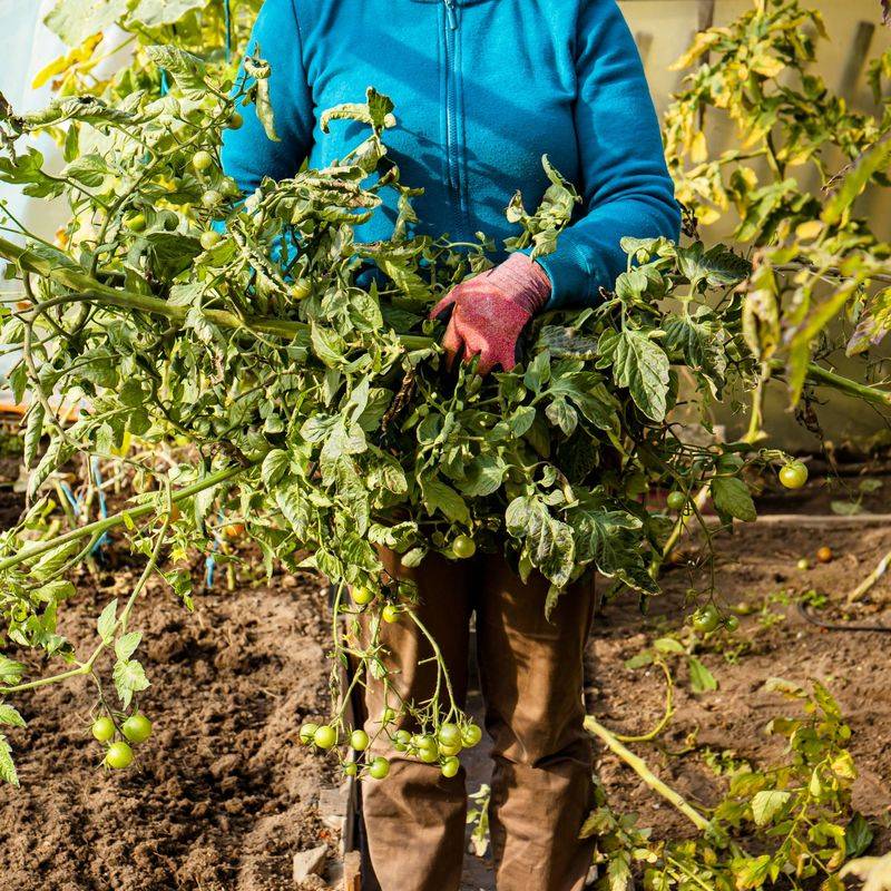 Healthy tomato roots can stay in the bed